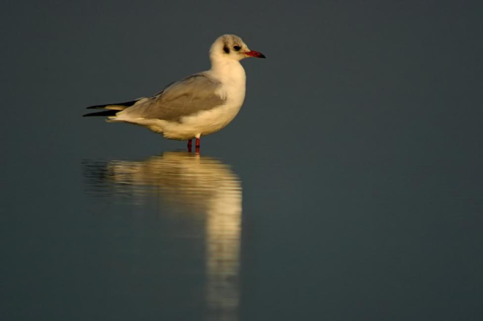 Gaviota reidora (Larus ridibundus)